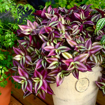 Wandering Jew ( Tradescantia zebrina ' Purple Tinge ' )