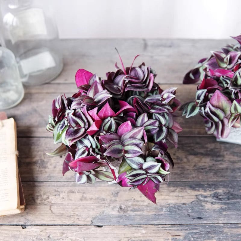 lavender wandering jew plant Wandering Jew ( Tradescantia zebrina ' Purple Tinge ' ) for Sale