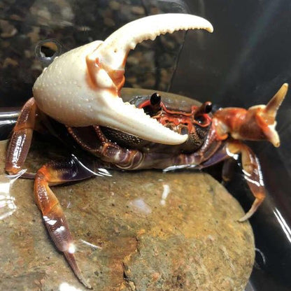 Warrior Crab Guangzhou (Nanhaipotamon guangdongens)