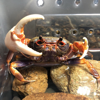 Warrior Crab Guangzhou (Nanhaipotamon guangdongens)