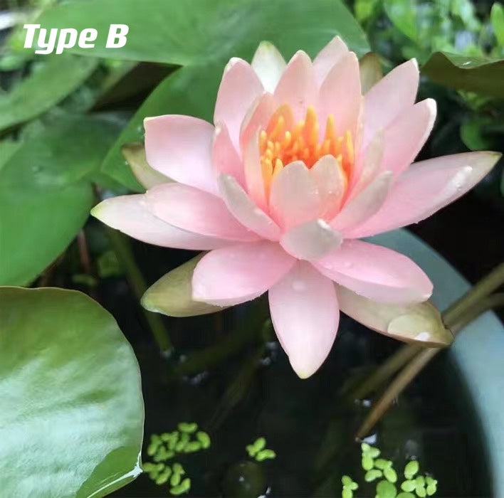 Waterlily ( Nymphaea tetragona )