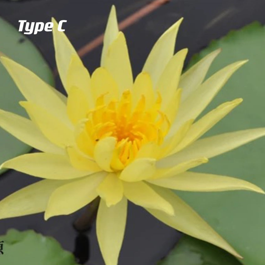 Waterlily ( Nymphaea tetragona )