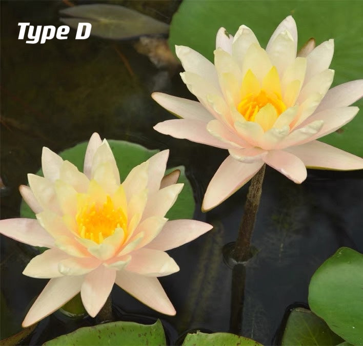 Waterlily ( Nymphaea tetragona )