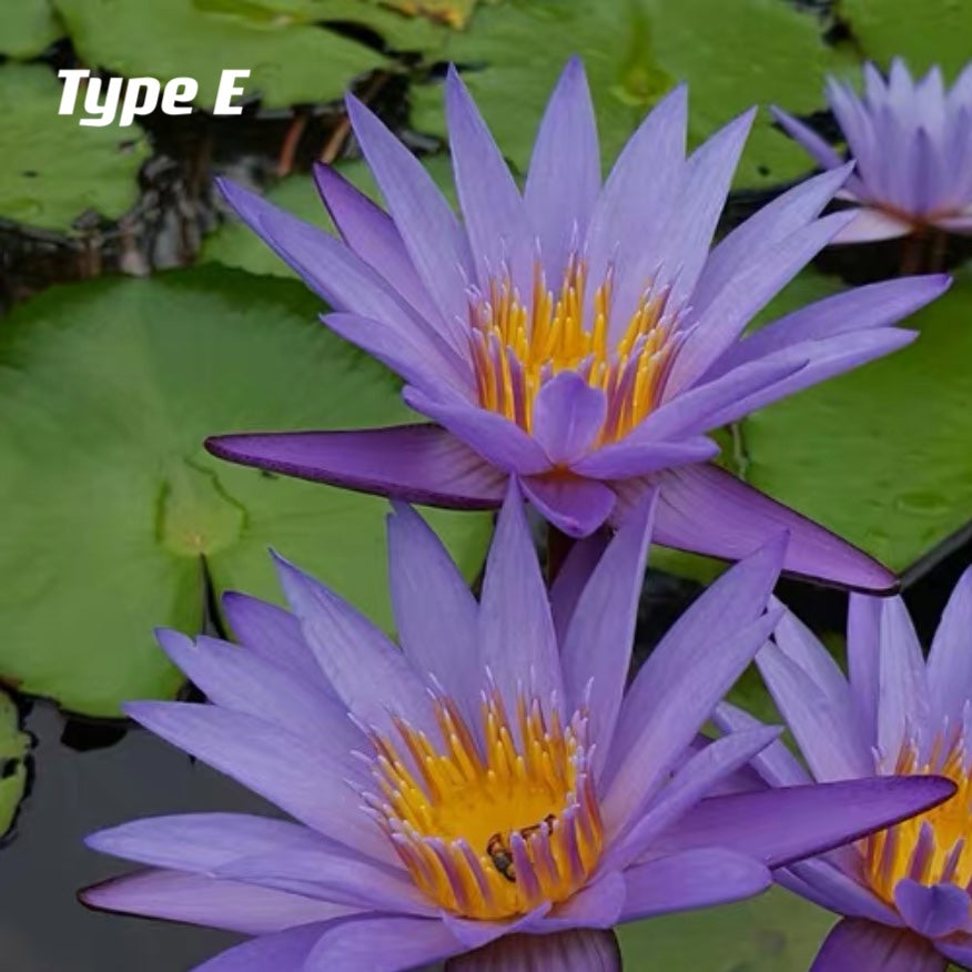 Waterlily ( Nymphaea tetragona )