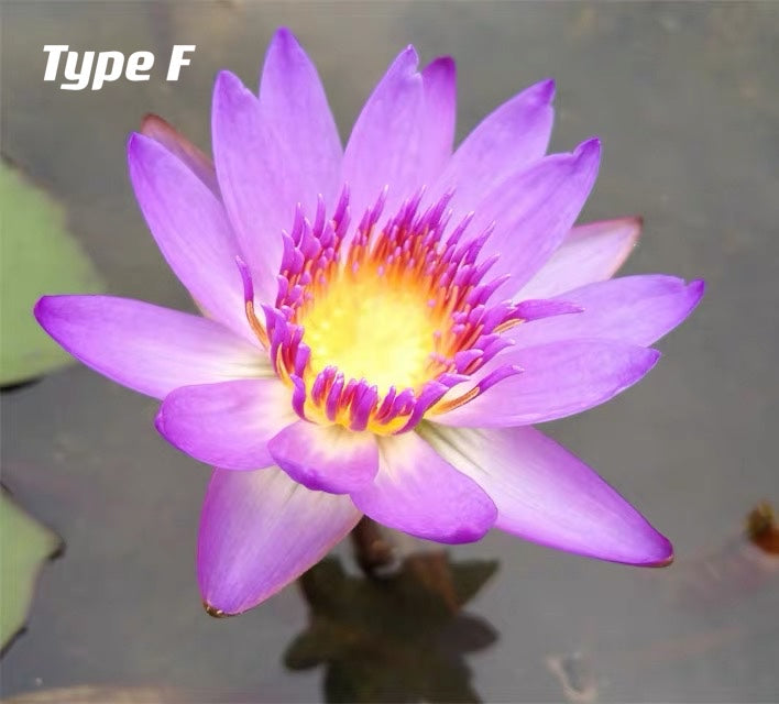 Waterlily ( Nymphaea tetragona )