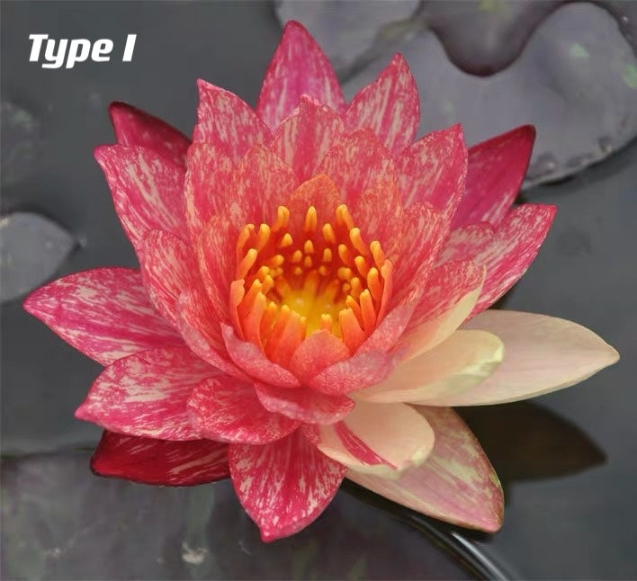 Waterlily ( Nymphaea tetragona )