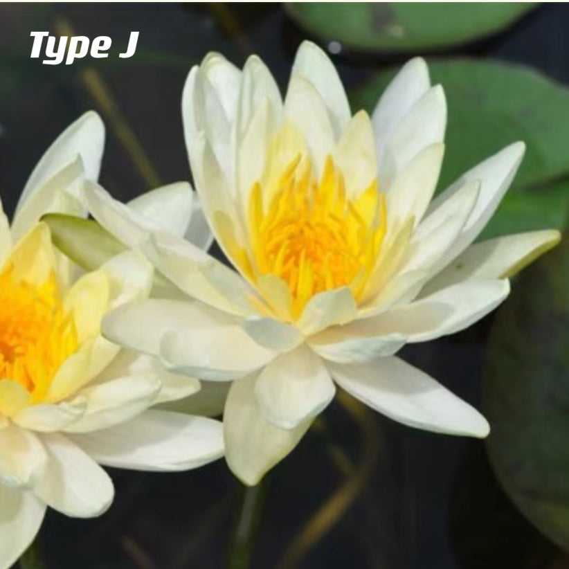 Waterlily ( Nymphaea tetragona )
