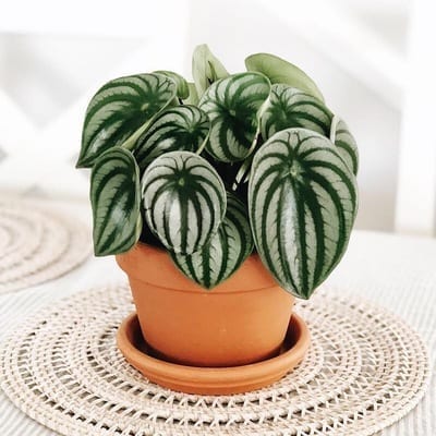 watermelon peperomia indoor plant Watermelon Peperomia ( Peperomia argyreia ) for Sale
