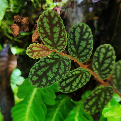 watermelon vine house plant Watermelon Vine (Pellionia repens)