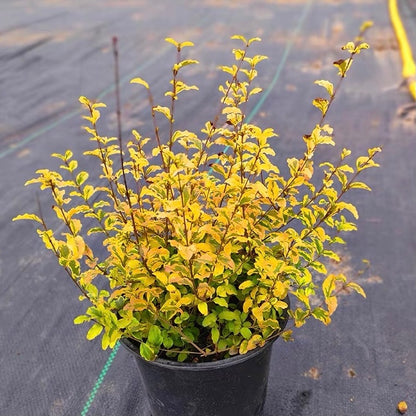 Wax-leaf privet (Ligustrum japonicum 'Howardii')