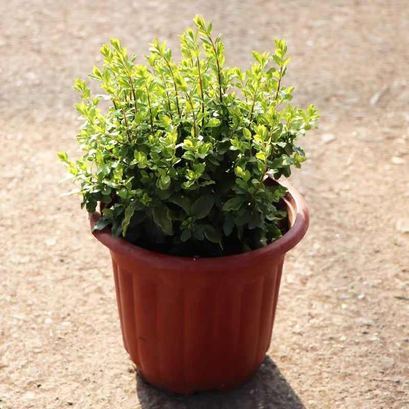 Wax-leaf privet (Ligustrum japonicum 'Howardii')