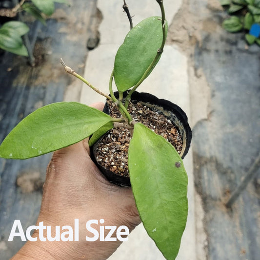 Waxflower (Hoya kloppenburgii)