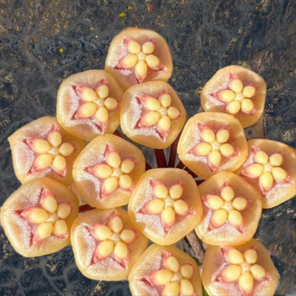 Waxflower (Hoya kloppenburgii)