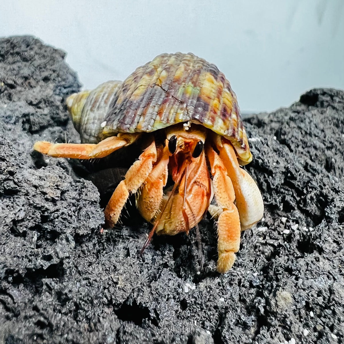 Tawny Hermit Crab( Coenobita rugosus var. Red )