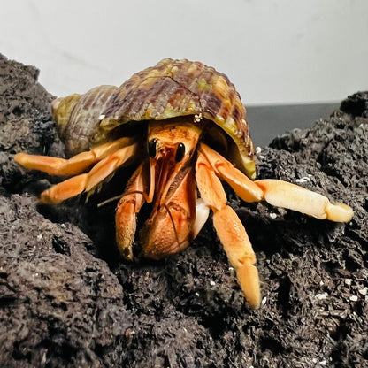 Tawny Hermit Crab( Coenobita rugosus var. Red )