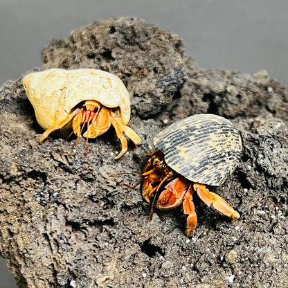 Tawny Hermit Crab( Coenobita rugosus var. Red )