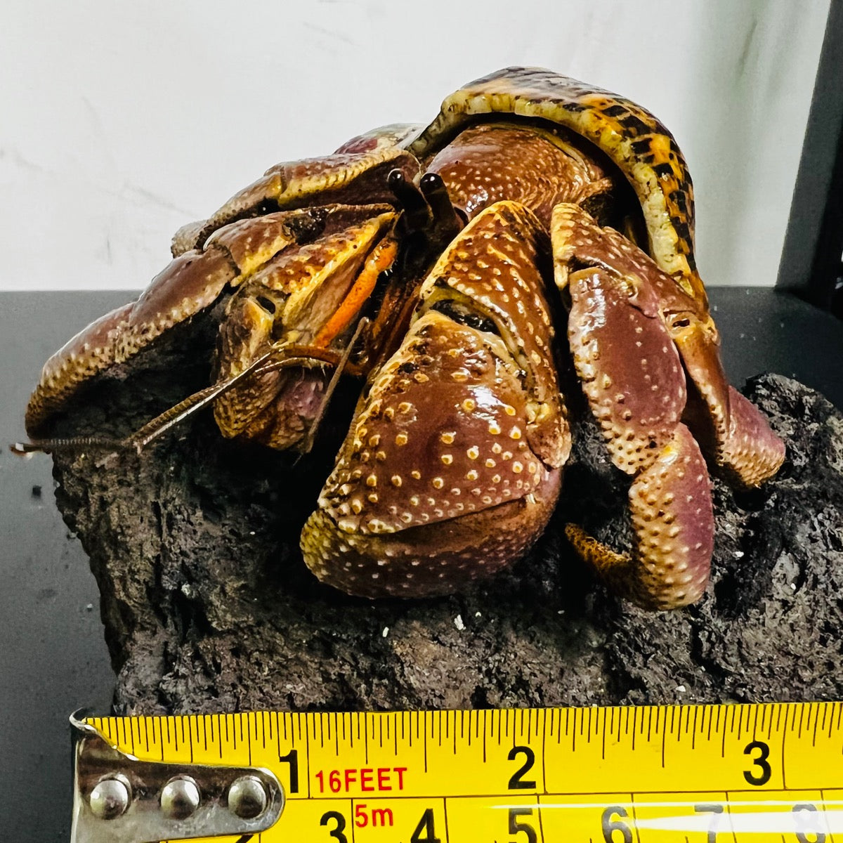 Giant Short-Sheared Land Hermit Crab （Coenobita brevimanus var. Agrressive Hybrid）