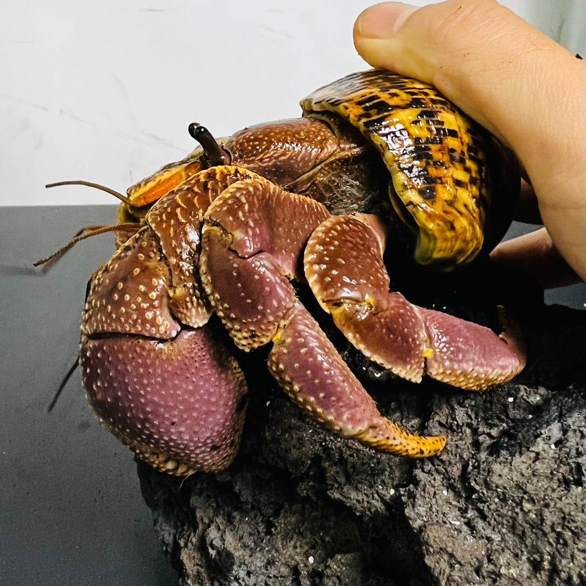 Giant ShortSheared Land Hermit Crab (Coenobita brevimanus var