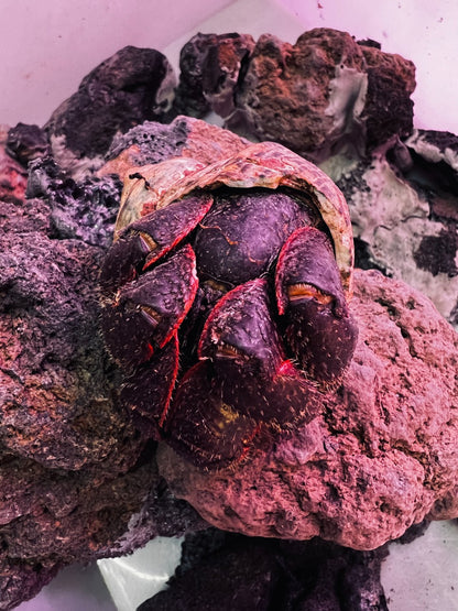 Hairy Land Hermit Crab ( Coenobita spinosus )