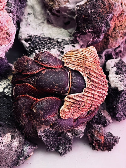 Hairy Land Hermit Crab ( Coenobita spinosus )