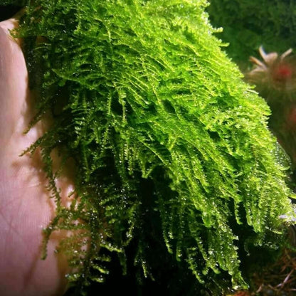Weeping Moss (Vesicularia ferriei)