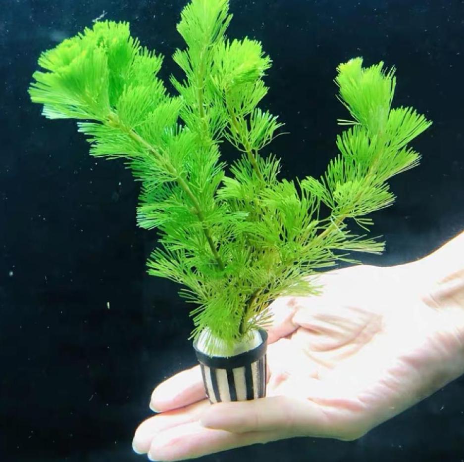 Cabomba caroliniana