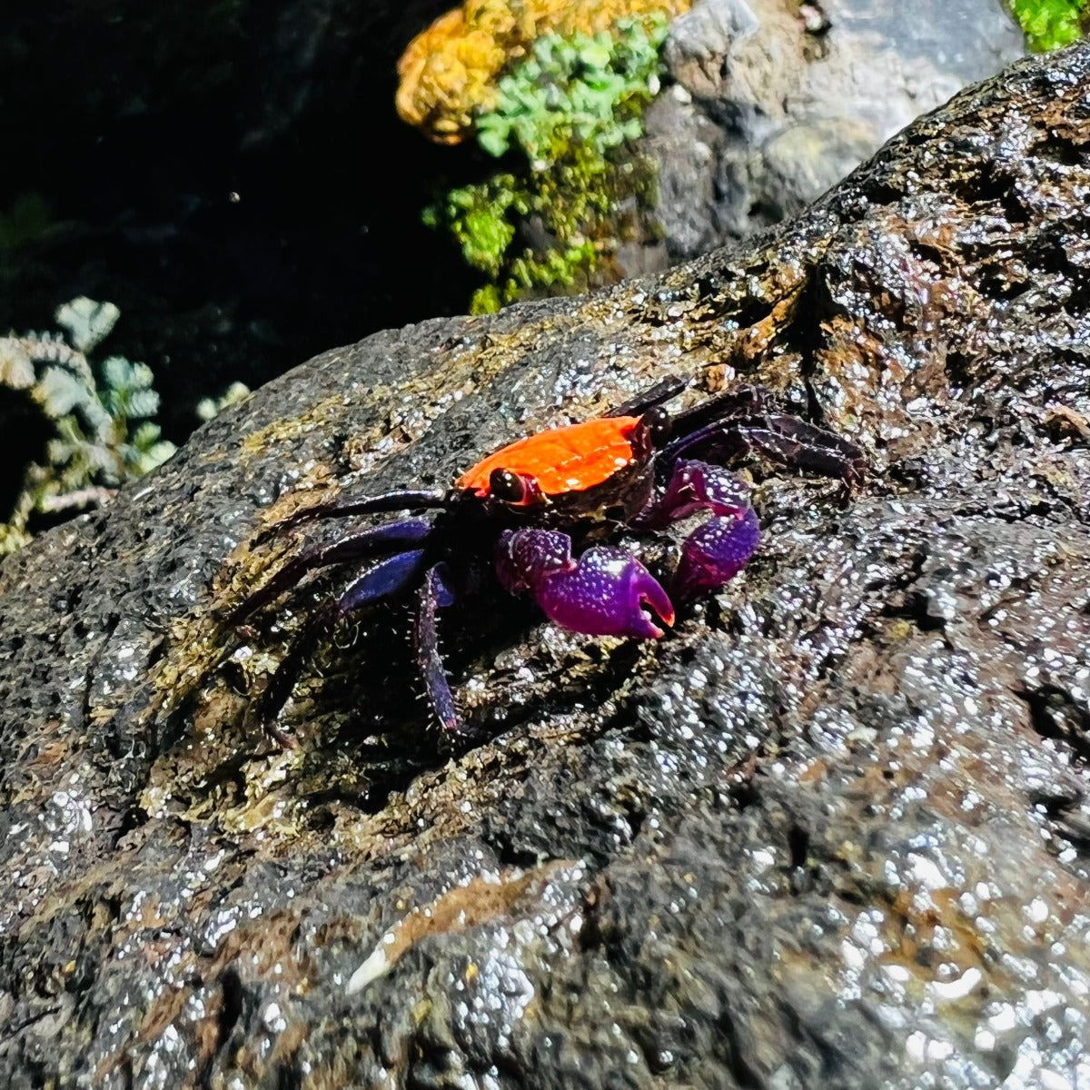 Black Leg Vampire Crab (Geosesarma  sp. Black Leg)