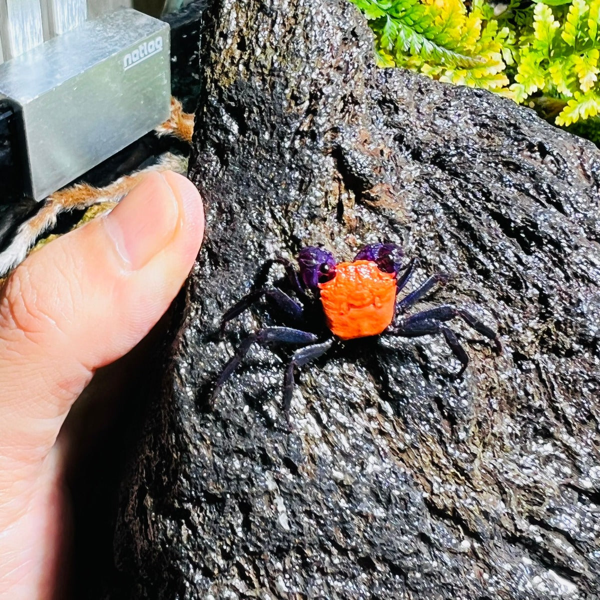 Black Leg Vampire Crab (Geosesarma  sp. Black Leg)