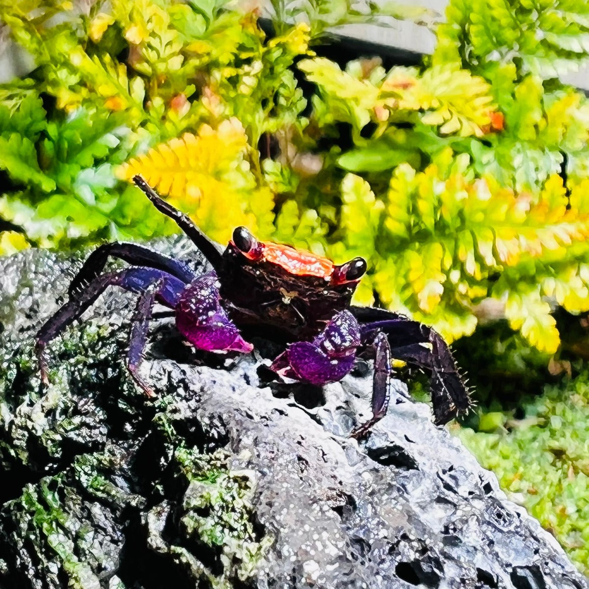 Black Leg Vampire Crab (Geosesarma  sp. Black Leg)