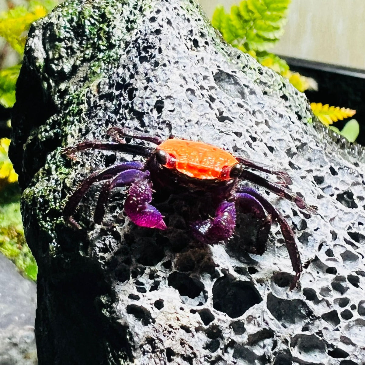 Black Leg Vampire Crab (Geosesarma  sp. Black Leg)