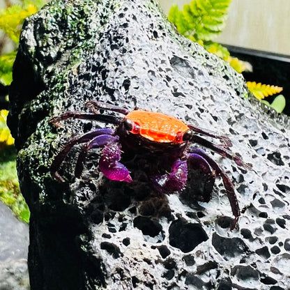 Black Leg Vampire Crab (Geosesarma  sp. Black Leg)