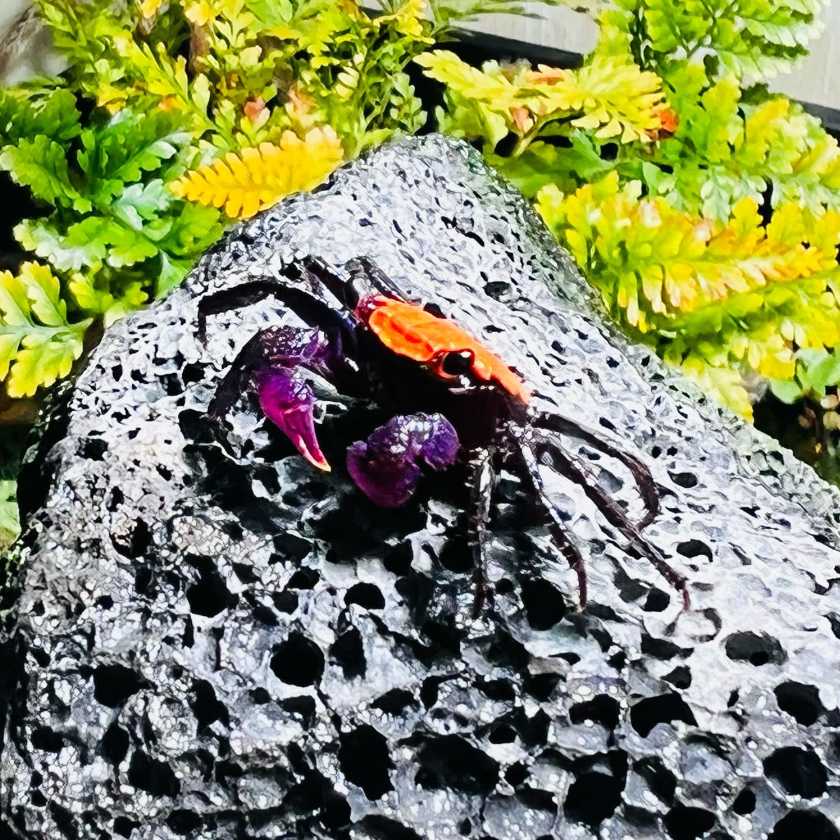 Black Leg Vampire Crab (Geosesarma  sp. Black Leg)