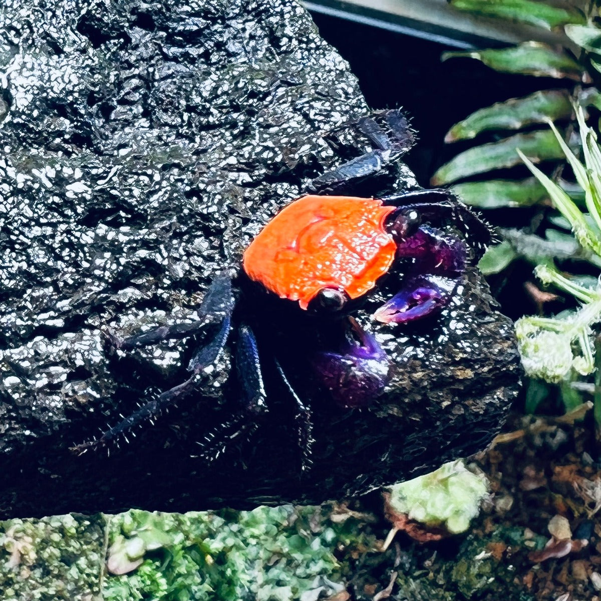 Black Leg Vampire Crab (Geosesarma  sp. Black Leg)