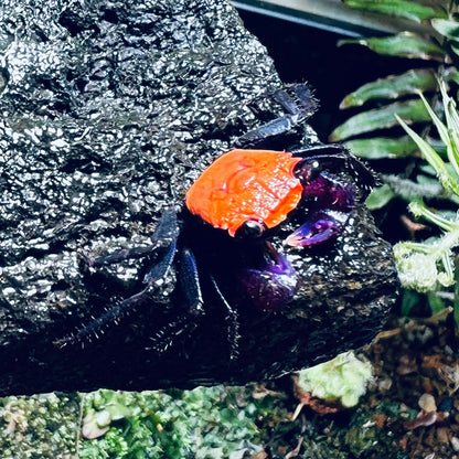 Black Leg Vampire Crab (Geosesarma  sp. Black Leg)