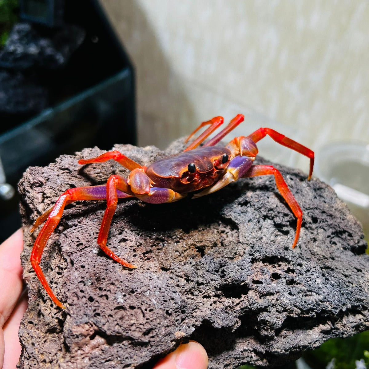 Rainbow Lightning Crab (Tiwaripotamon sp)