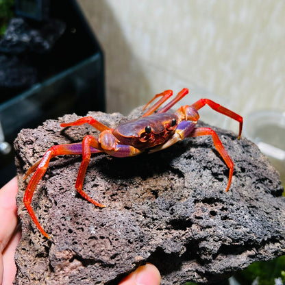Rainbow Lightning Crab (Tiwaripotamon sp)