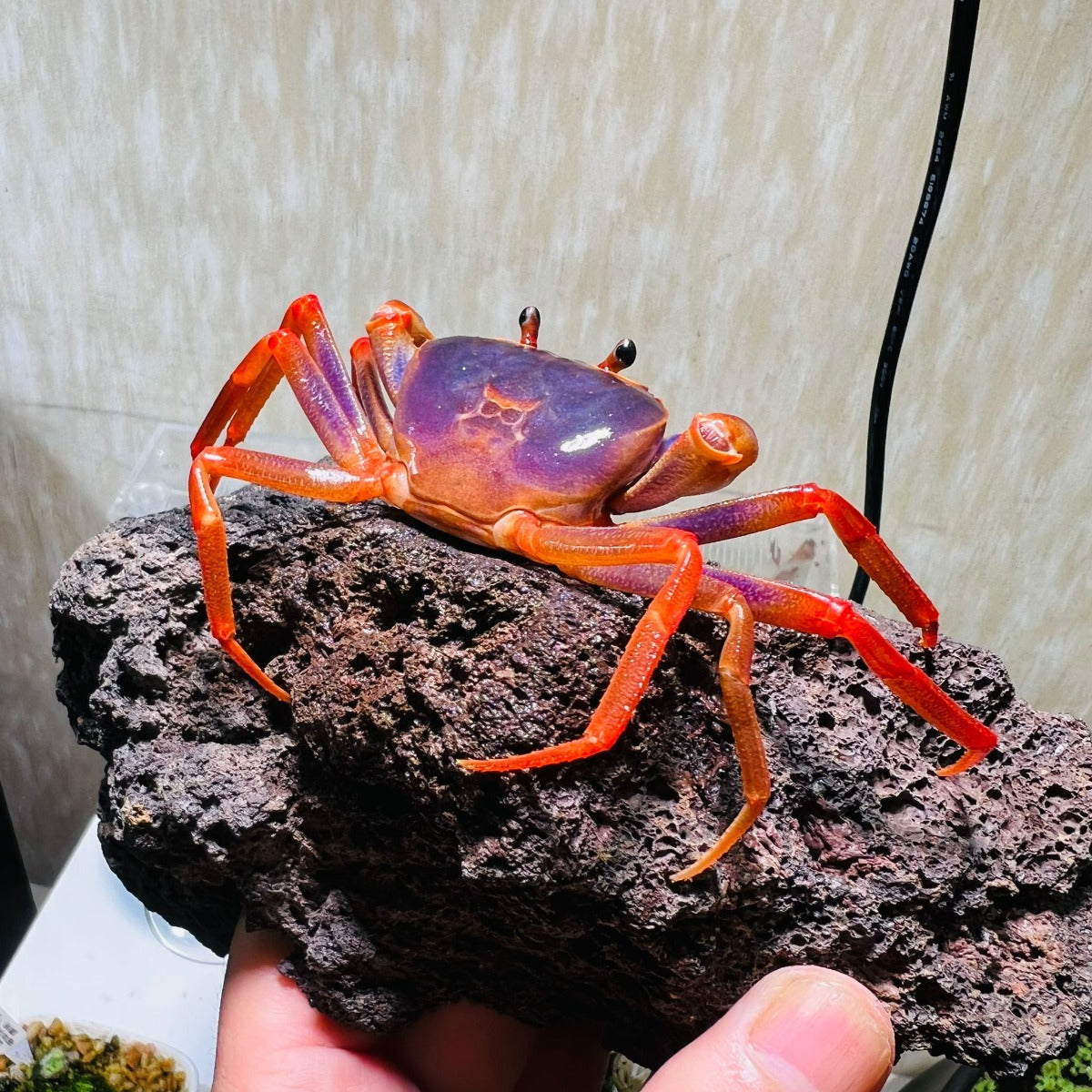 Rainbow Lightning Crab (Tiwaripotamon sp)