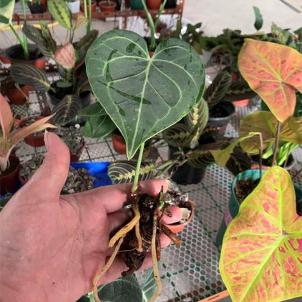 Velvet Cardboard Anthurium ( Anthurium clarinervium )
