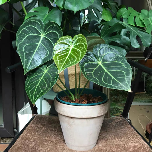 Velvet Cardboard Anthurium ( Anthurium clarinervium )