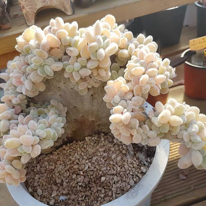 chenille plant succulent Crested Firecracker Plant (Echeveria pulvinata 'Frosty crested') for Sale