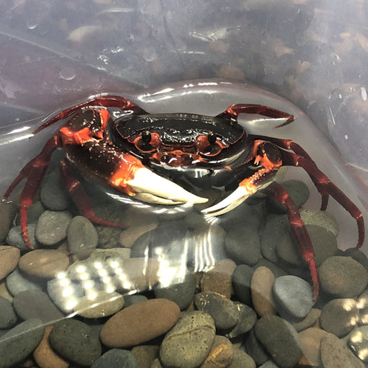 White Claws Lightning Crab (Neotiwaripotamon whiteheadi)