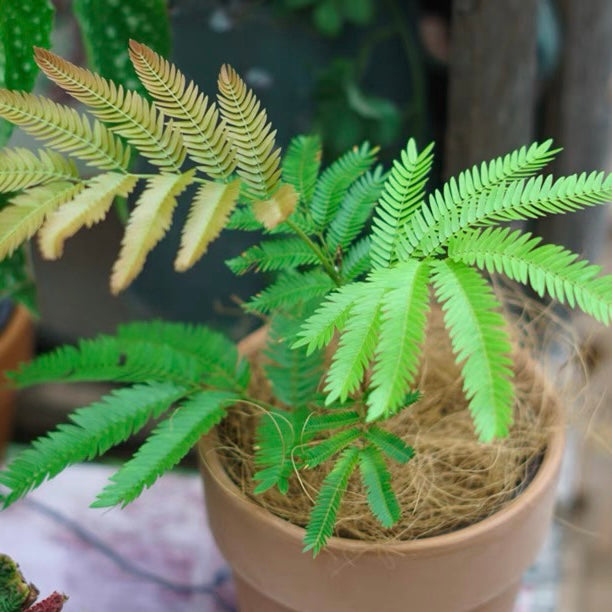 Everfresh Tree ( Pithecellobium confertum ) for Sale My Home