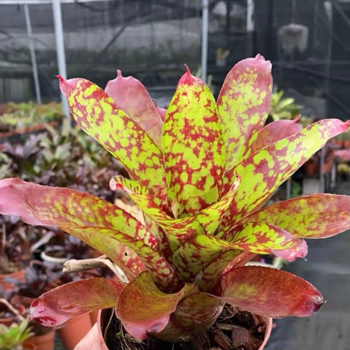 Winnie the pooh (Bromeliad  Neoregelia)