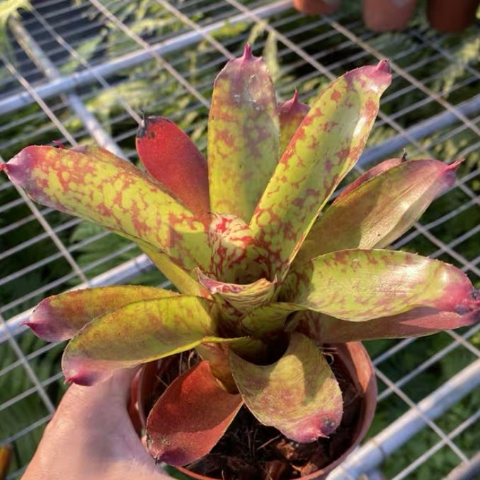 Winnie the pooh (Bromeliad  Neoregelia)
