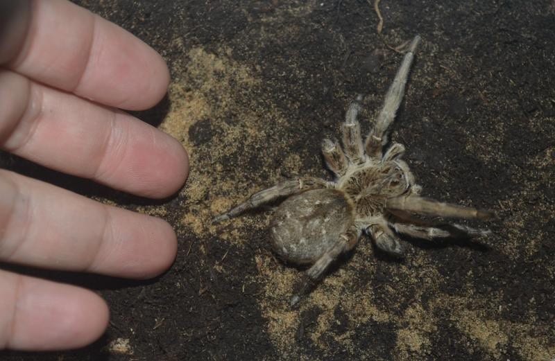 Wolf Spider (Lycosa singoriensis)