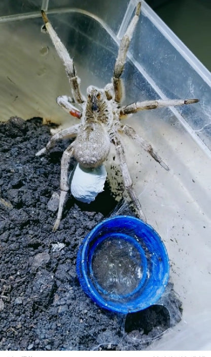 Wolf Spider (Lycosa singoriensis)