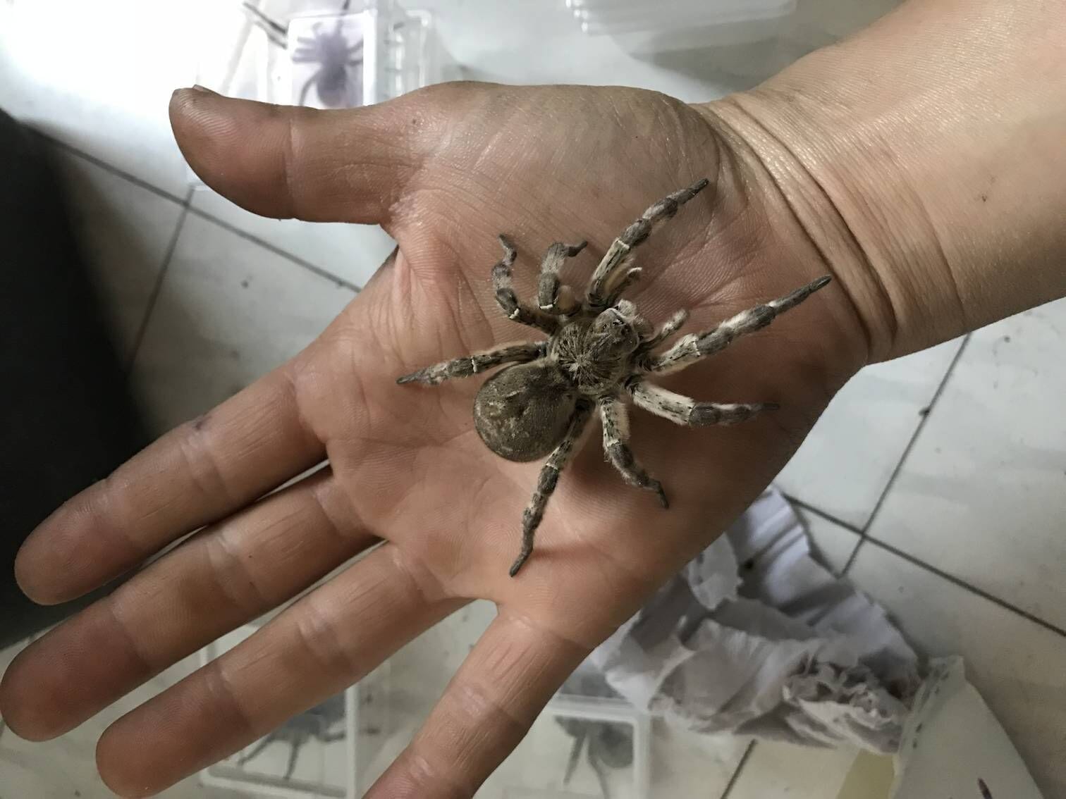 Wolf Spider (Lycosa singoriensis) for Sale | My Home Nature