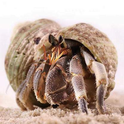 Tawny Hermit Crab (Coenobita rugosus)