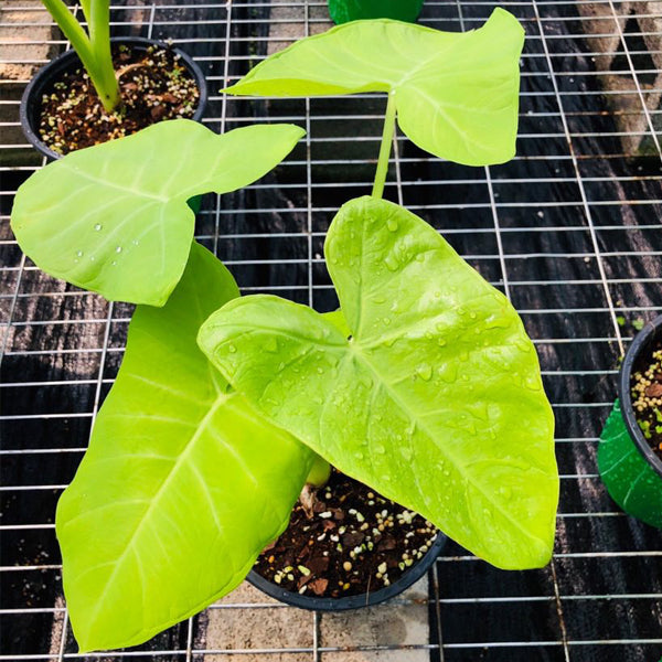 lime zinger elephant ear plant Xanthosoma Lime Zinger