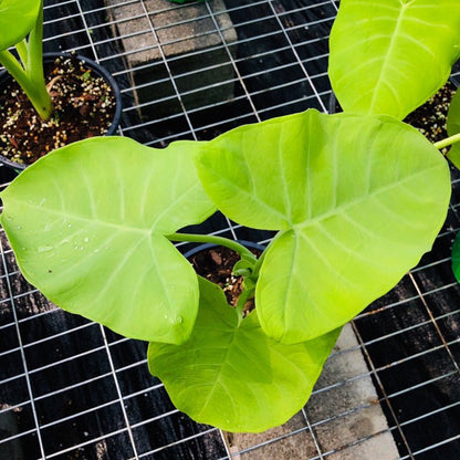 Xanthosoma Lime Zinger